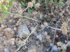 Delphinium hellenicum