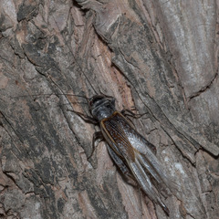 Gryllus texensis