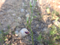 Delphinium hellenicum