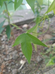 Passiflora suberosa