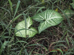 Syngonium