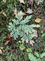 Dicentra formosa