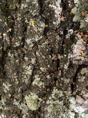 Flavopunctelia soredica