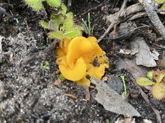 Phaeohelotium baileyanum