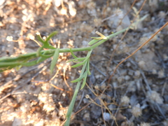 Delphinium hellenicum