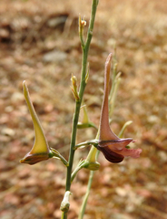 Delphinium hellenicum