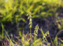 Bouteloua rigidiseta