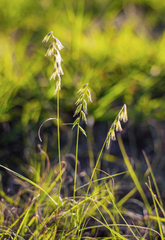 Bouteloua rigidiseta