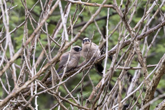 Brunhilda charmosyna