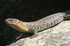 Egernia cunninghami