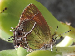 Callophrys xami