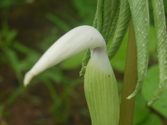 Arisaema murrayi