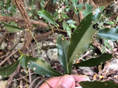 Cryptocarya