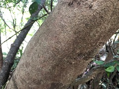 Cryptocarya