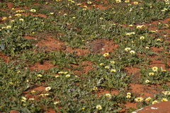 Arctotheca calendula