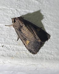 Adelphagrotis indeterminata