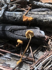 Xeromphalina cauticinalis