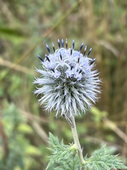 Echinops exaltatus