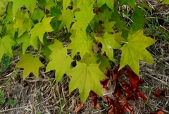 Acer pictum