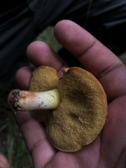 Suillus tomentosus
