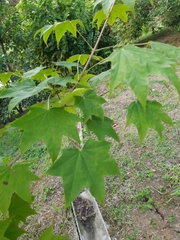 Acer pictum