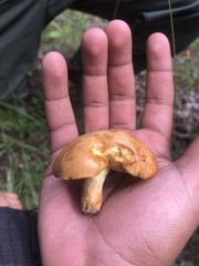 Suillus tomentosus