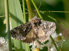 Syngrapha alias