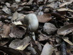Entoloma griseum