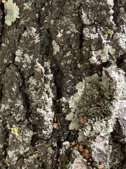 Flavopunctelia soredica