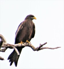 Milvus migrans parasitus