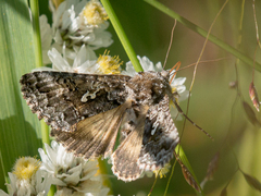 Syngrapha alias