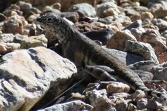 Callisaurus draconoides