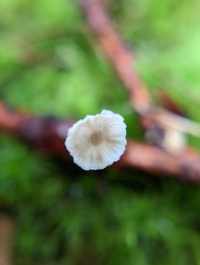 Roridomyces roridus