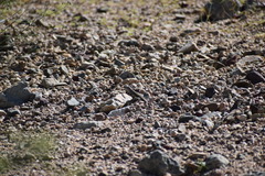 Callisaurus draconoides