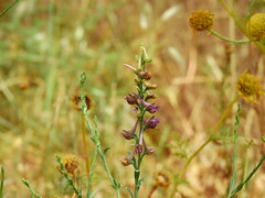 Delphinium peregrinum