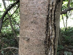 Cryptocarya triplinervis