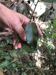 Cryptocarya triplinervis