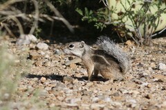 Ammospermophilus harrisii