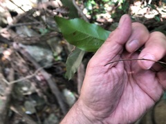 Cryptocarya triplinervis