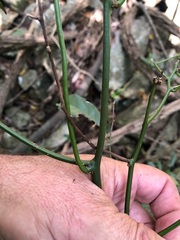 Cryptocarya triplinervis