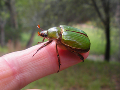 Chrysina lecontei
