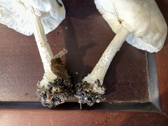 Melanoleuca verrucipes