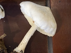 Melanoleuca verrucipes