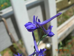 Delphinium peregrinum