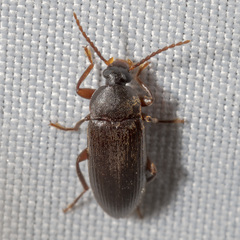 Hymenorus