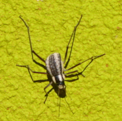 Stenocara gracilipes