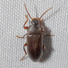 Hymenorus