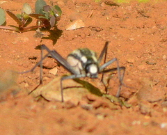 Stenocara gracilipes