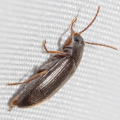 Hymenorus