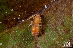 Photomorphus paulus